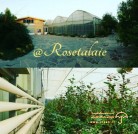 تولیدکننده گل رز هلندی