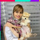 pomeranian-doctor-clinic-pet-dog-cat